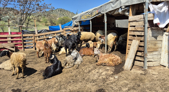 Kırıkkale'de 25 küçükbaş telef oldu! Sebebi ise... - Resim: 0