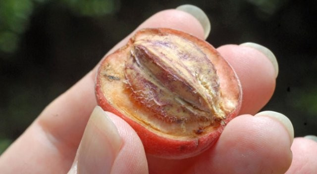 Blushwood meyvesi kanser hastalarına umut oldu - Resim: 1