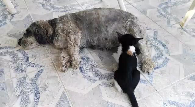 Muğla'da yavru kediyi emziren köpek herkesi şaşkına çevirdi - Resim: 4