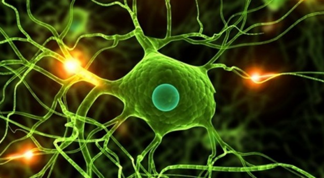 Aç kalmak ömrü uzatıyor hücreleri yeniliyor - Resim: 1