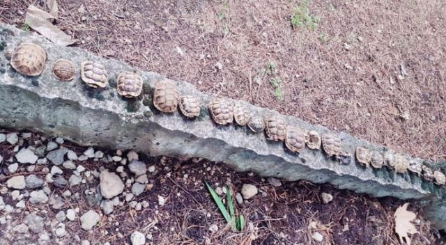 Isparta'da mezarlıkta dehşete düşüren kaplumbağa olayı - Resim: 4