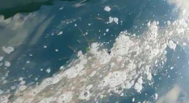 Kabus yeniden hortladı! Çanakkale Boğazı’nda müsilaj görüldü - Resim: 2