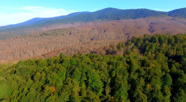 Bursa'da ormanları saran tırtıllar İnegöl ekonomisini tehdit ediyor - Resim: 2