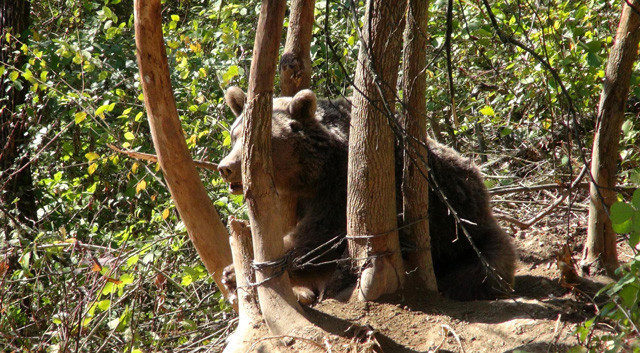 Aç kalınca köye indi başına gelmeyen kalmadı - Resim: 2
