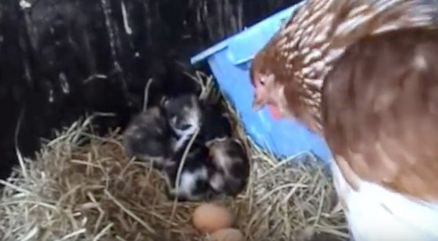 Tavuğun kuluçkaya yattığını sandı gerçekler daha sonra ortaya çıktı - Resim: 4