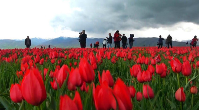 Muş’ta 15 günlük lale devri başladı! Hollanda değil Muş ovası! - Resim: 1
