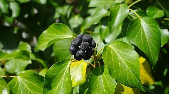 Güzel avrat otu ıspanak zehirlenmesi nedeni oldu avrat otu nedir? - Resim: 1