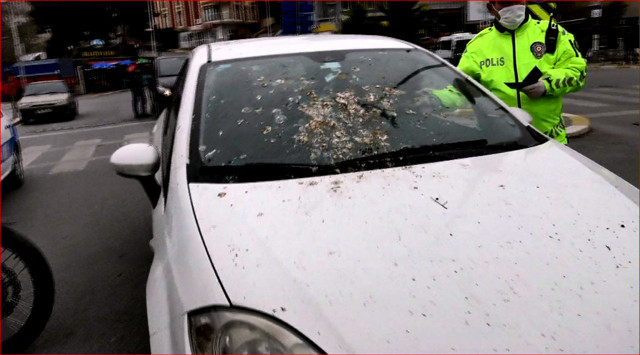 Avcılar'da kuşlar yüzünden ceza yiyen sürücü kendisini gülmekten alamadı - Resim: 0