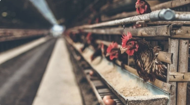 Tavukçuluk sektörünün öncüsüydü! O firma konkordato ilan etti - Resim: 0