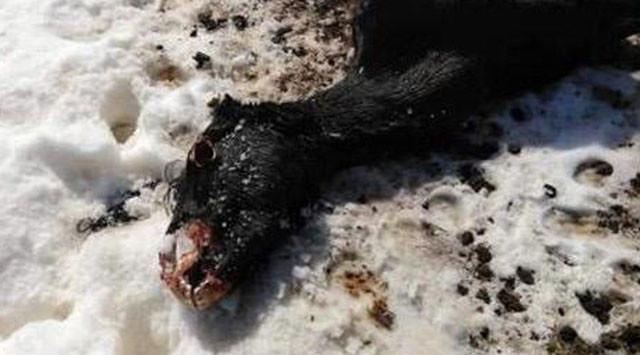 Köylüleri dehşete düşüren manzara! Yayla yolunda buldular - Resim: 1