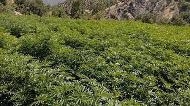 Eren Abluka-34 operasyonunda 19 roketatar sevk fişeği ve 16 milyon kök kenevir ele geçirildi - Resim: 0