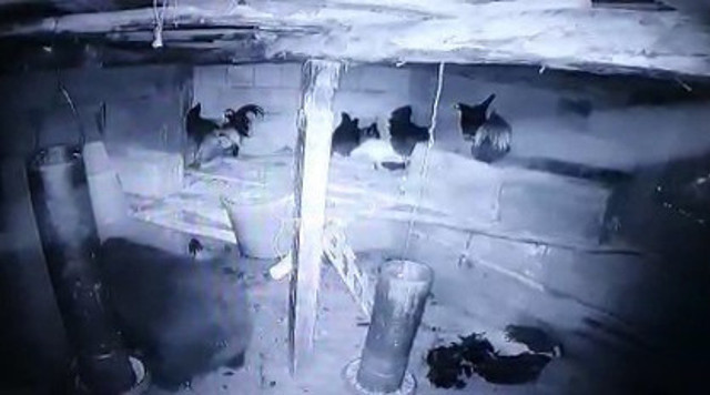 Kümese giren adam hayatının şokunu yaşadı! Gerçek kamera kayıtlarını izleyince ortaya çıktı - Resim: 2