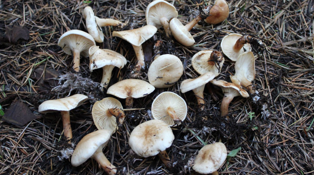 Sağlık Bakanlığı'ndan mantar uyarısı: Kesinlikle tüketmeyin - Resim: 0