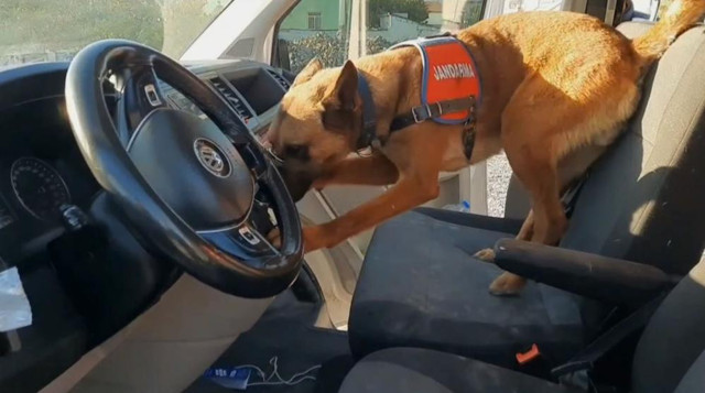 Narkotik köpeği 'Yalman' vites kutusundaki uyuşturucuyu buldu - Resim: 0