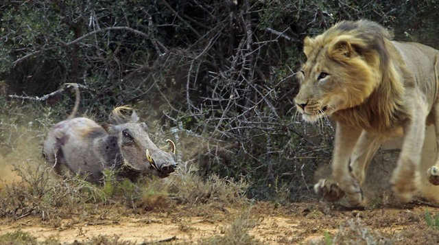 Aslan yaban domuzunun üzerine bir anda atladı ve... - Resim: 1