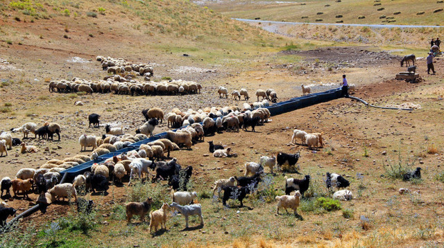Van’da tarım ve hayvancılığı geliştirecek büyük hamle - Resim: 0