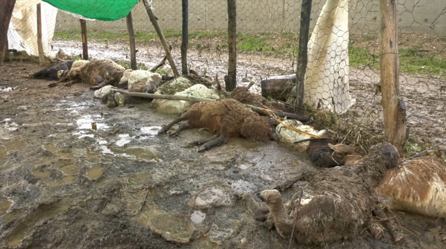 Muş'ta taşan dere sonrası hayvanlar telef oldu - Resim: 0