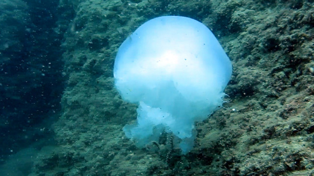 Antalya Körfezi'ni denizanası istilasından kaplumbağalar koruyor - Resim: 0