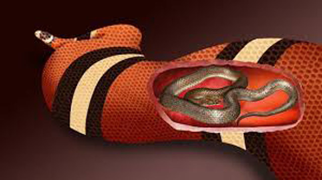  Yılan midesi içinde yaşayan yeni bir tür yılan keşfedildi - Resim: 1