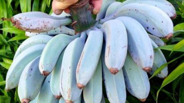 İnanılır gibi değil bu muzun rengi mavi tadı ise... - Resim: 3