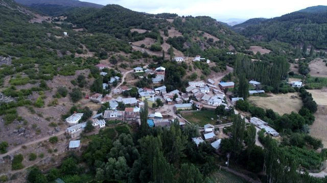 Sivas'ta kendiliğinden yetişiyor! Kilosu 24,50 TL ama kimse toplamıyor - Resim: 0