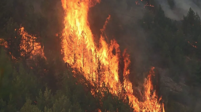 Bakan Pakdemirli: 5 gündür süren Pozantı'daki orman yangını söndürüldü - Resim: 0