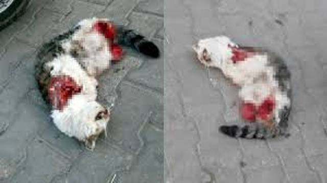 Gaziantep'te orta çağ vahşeti! Cinci hoca büyü yapmak için istedi kedilerin ayakları kesildi - Resim: 0