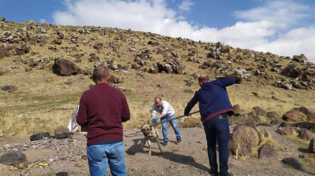 Türkiye diken üstünde! Kuduz vakasında çok kritik detay 24 saat içinde... - Resim: 1