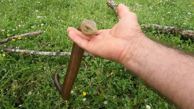 Türkiye'nin her yerinde görülebiliyor! 'Kör yılan' sananlar var, zararsız olduğunu ispatlamak için eliyle sevdi - Resim: 1