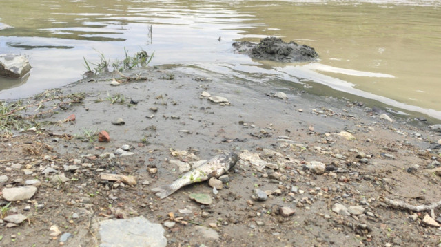Alibey Barajı'na akan derede korkutan görüntü: Onlarca balık telef olarak kıyıya vurdu - Resim: 0