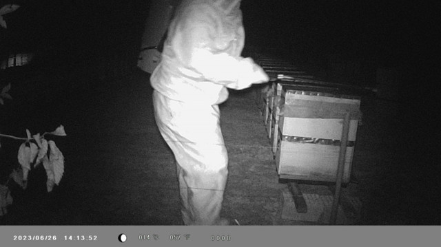 Binlerce arı telef oldu, gerçek güvenlik kamerası görüntülerinde ortaya çıktı - Resim: 0