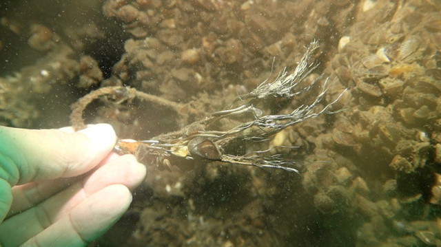 Sapanca Gölü'ne düşen uçağın enkazı 53 yıl sonra yeniden görüntülendi - Resim: 1