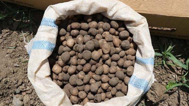 Hasat edilmeden kilosu 50 liradan satıldı - Resim: 1