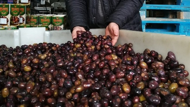 Akdeniz diyetinin mucizesi eşek zeytini mi? İşte gerçekler - Resim: 4