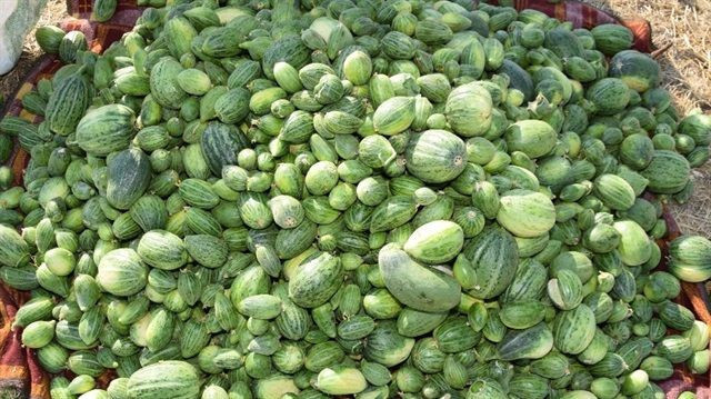 Patent başvurusu! Şelengo'nun dışı karpuza, içi kavuna, tadı ise salatalığa benziyor - Resim: 3