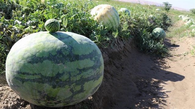 Tohumunun nereden geldiği bilinmiyor! Güreş karpuzu 6 ay bozulmuyor - Resim: 4