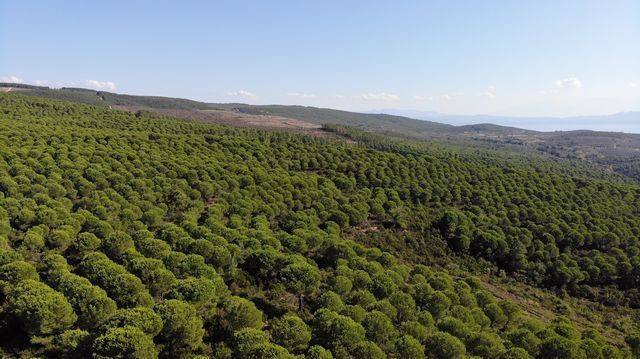 Kilosu 800 lira Bursa'da bunu toplamak için ölümden dönüyorlar! - Resim: 3