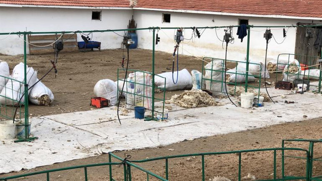 Tekirdağ'da çiftlikte can pazarı yaşandı - Resim: 0