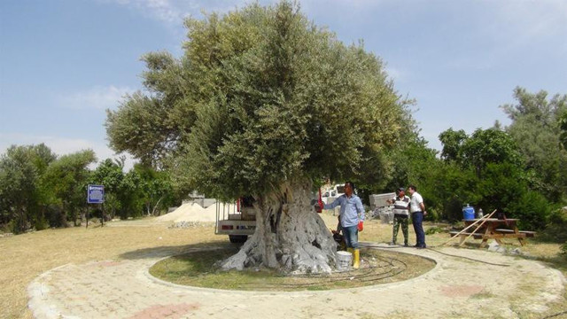 Cumhurbaşkanı Erdoğan'ın bahsettiği ağaç 1300 yaşında - Resim: 0