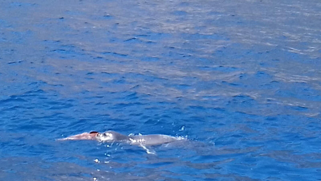 Muğla Datça'da yıllar sonra Akdeniz foku görüntülendi - Resim: 0