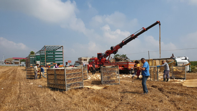 Osmaniye Kadirli'de TIR devrildi 4 bin tavuk telef oldu - Resim: 0