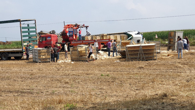 Osmaniye Kadirli'de TIR devrildi 4 bin tavuk telef oldu - Resim: 1