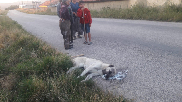 Ankara'da sokak köpeklerini zehirleyerek öldürdüler - Resim: 0