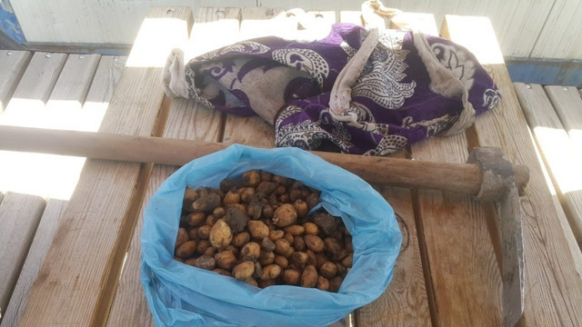 Van Gölü kıyısında salep soğanı topluyordu! 60 bin TL ceza yedi - Resim: 1