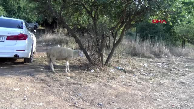Tahliye olan trafik magandası baklavacı kardeşler için kurban kestiler - Resim: 2