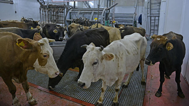 Et ve Süt Kurumu açıkladı! Elde kalan kurbanlıklar alınacak - Resim: 1