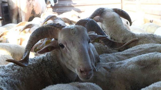 Et ve Süt Kurumu açıkladı! Elde kalan kurbanlıklar alınacak - Resim: 0