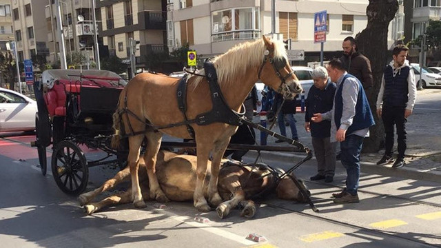 Erdem Gül buna niye ses etmiyor? Adalarda fayton atına eziyetin görüntüsü - Resim: 2
