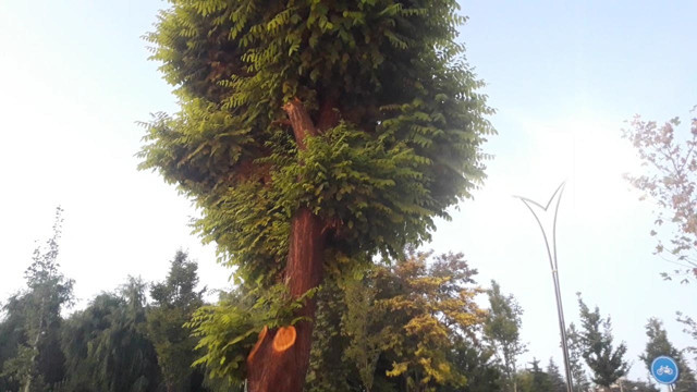 Kırşehir'de iş yerinin önündeki 2 ağacı kesen esnafa 50 bin TL para cezası - Resim: 1