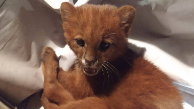 Arjantin'de eve getirdiği kedi yavruları puma çıktı - Resim: 0